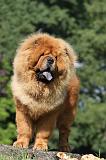 CHOW CHOW 381